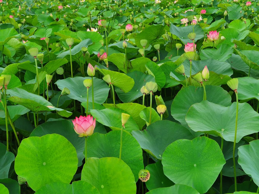 Picture of Lotus flowers.